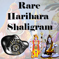 Rare Harihara shaligram